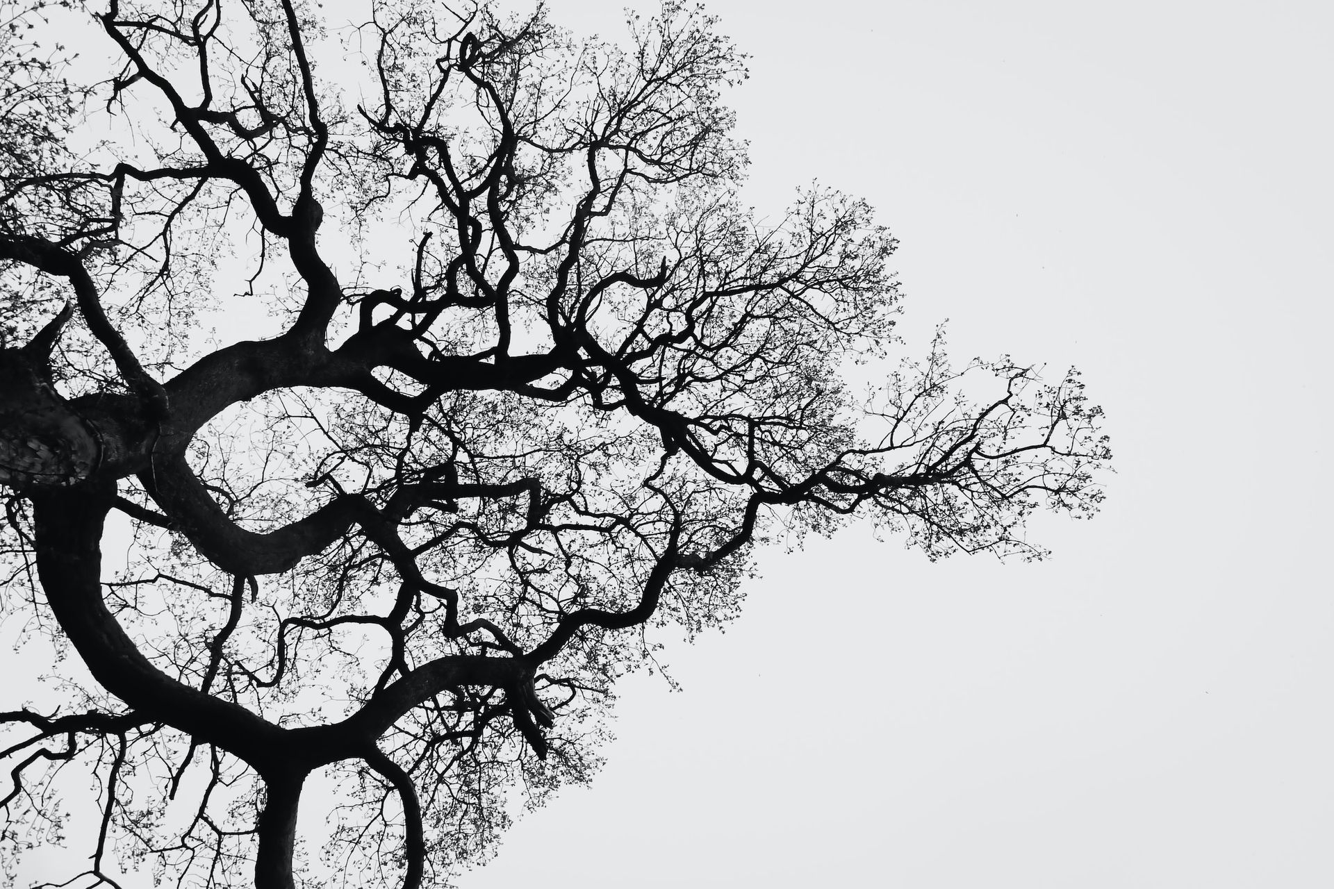 Branches d'un arbre
